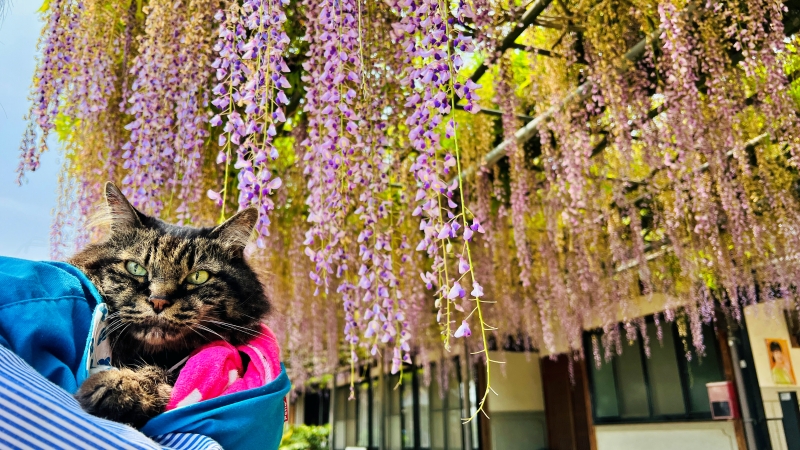 萬福寺 藤の花を見に行ってみた! 猫も花を愛でる。見頃はいつ?