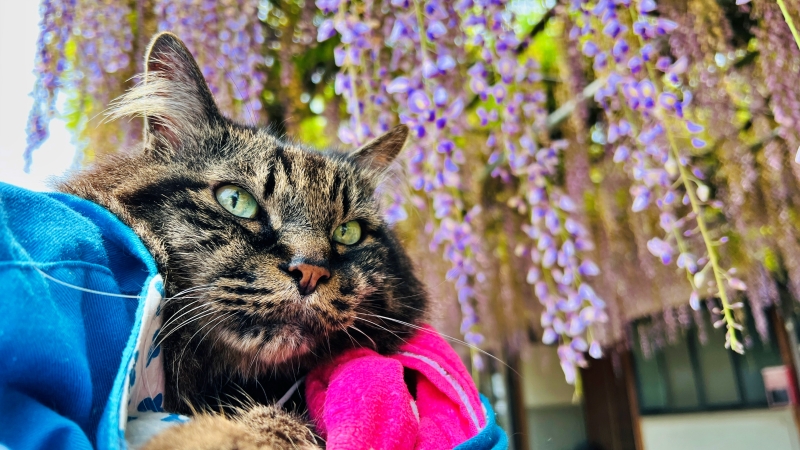 萬福寺 藤の花を見に行ってみた! 猫も花を愛でる。見頃はいつ?