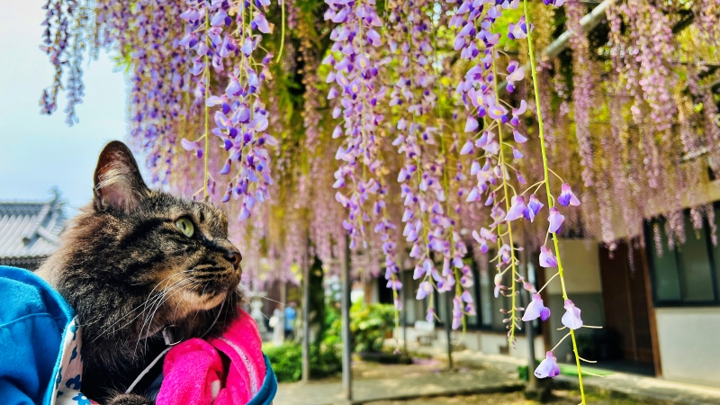 萬福寺 藤の花を見に行ってみた! 猫も花を愛でる。見頃はいつ?