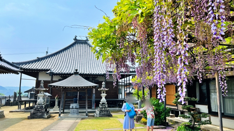 萬福寺 藤の花を見に行ってみた! 猫も花を愛でる。見頃はいつ?