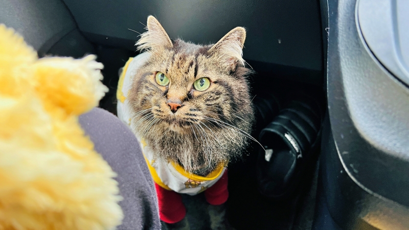 猫も「こんぴらさん」の785段の階段を登ったよ! ペットとおでかけ