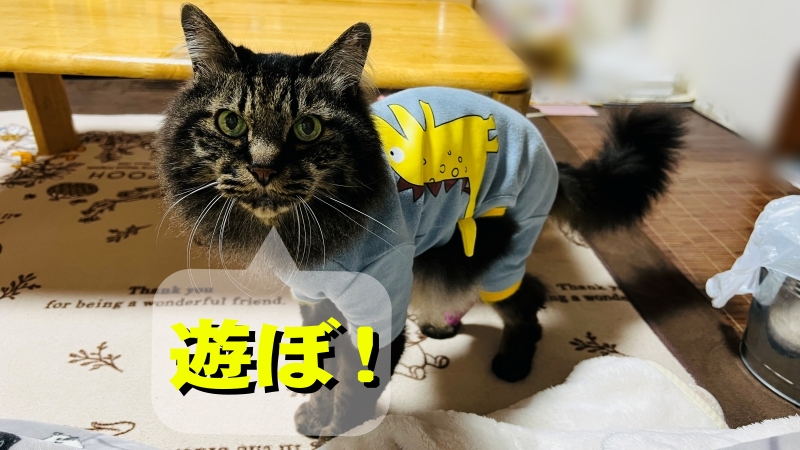 梅雨入りしましたね。トラちゃんはお利口に爪切りしたり遊んだり♪