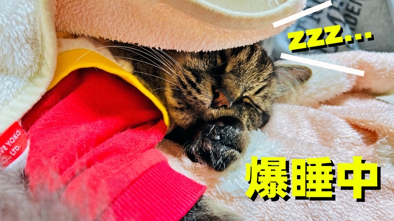 梅雨入りしましたね。トラちゃんはお利口に爪切りしたり遊んだり♪