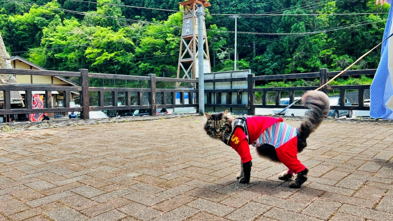 今日は涼しかったのでトラちゃんとお散歩ドライブ 猫とお出かけ