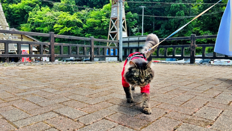 今日は涼しかったのでトラちゃんとお散歩ドライブ 猫とお出かけ