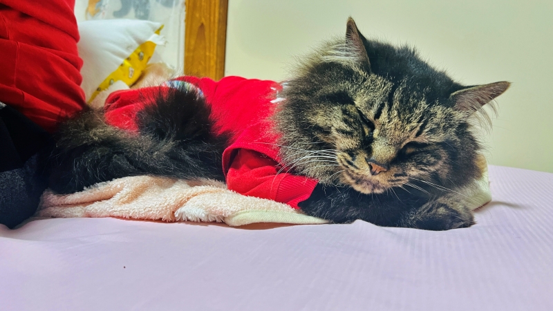 今日は涼しかったのでトラちゃんとお散歩ドライブ 猫とお出かけ