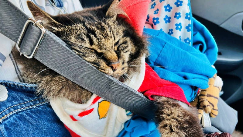今日は涼しかったのでトラちゃんとお散歩ドライブ 猫とお出かけ