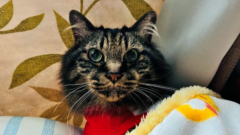 おねえちゃんが帰って来て、帰って行ったよ!あっと言う間のおねえちゃんの帰省