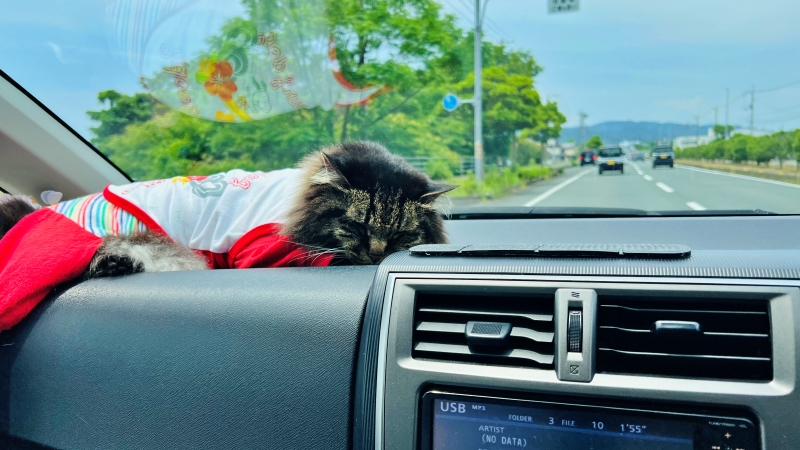 おねえちゃんが帰って来て、帰って行ったよ!あっと言う間のおねえちゃんの帰省