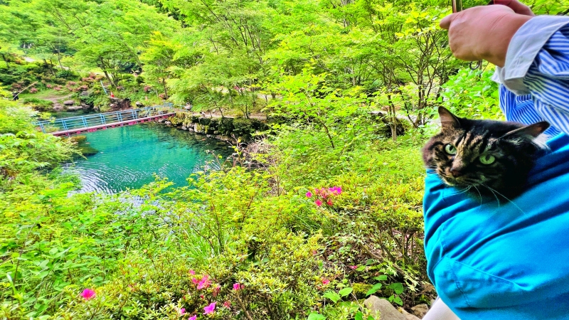 白龍湖 ペットも一緒に楽しめる 青く透き通った水が幻想的な高知の穴場スポット