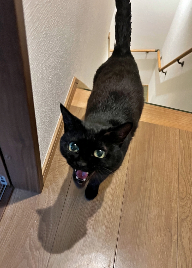 小柄で可愛いシニア猫 黒猫すだれ姉さん♪ 久しぶりですね~