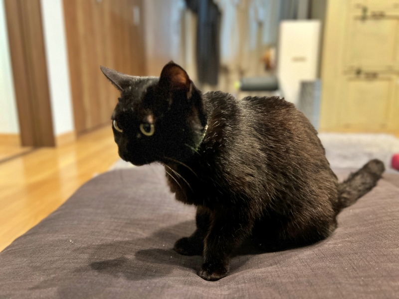小柄で可愛いシニア猫 黒猫すだれ姉さん♪ 久しぶりですね~