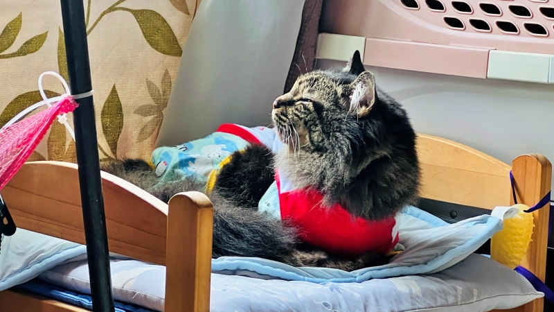 外は猛暑だけど実は快適なトラちゃん。最近のあだ名は鬼軍曹ですw