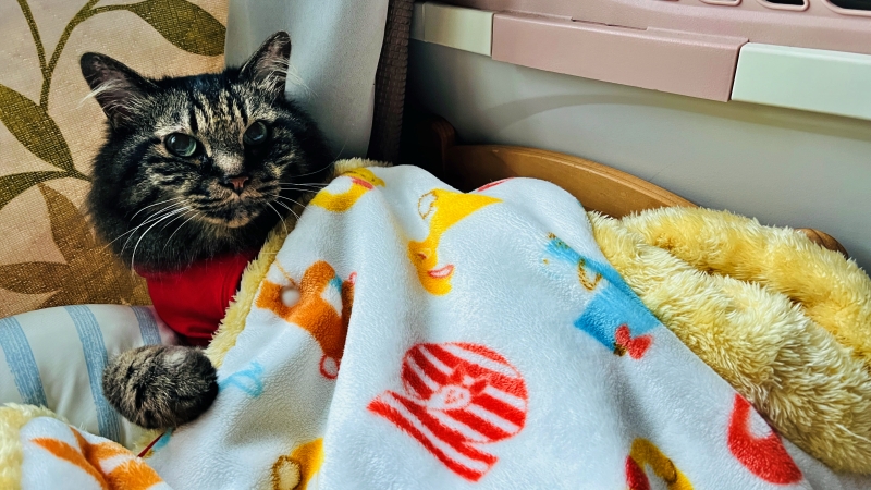 外は猛暑だけど実は快適なトラちゃん。最近のあだ名は鬼軍曹ですw
