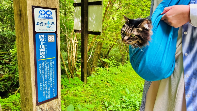 四万十川源流点を目指して行ったけど。トラちゃん!これは行けるのか?? 猫とドライブ