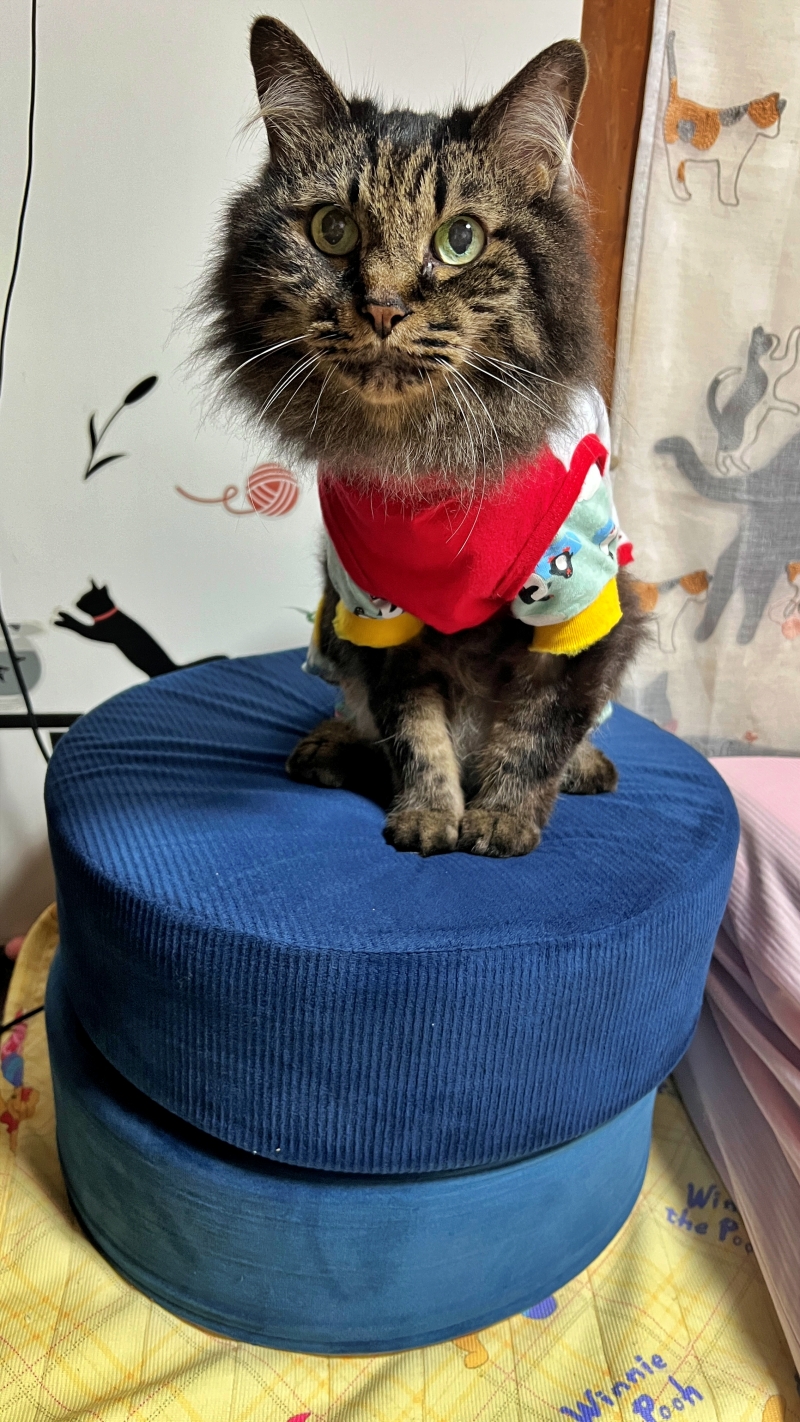 今日は涼しくて元気に遊んでる トラちゃん♪ 昔で言う所のお立ち台で遊びを強要w