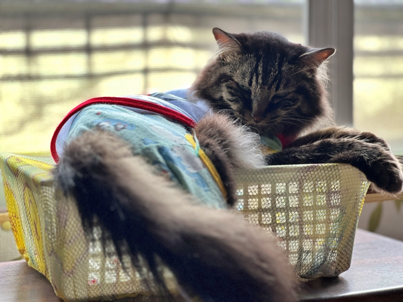 今日も暑い! こんな暑い日に飼い主は歩いてどこかにお出かけ!