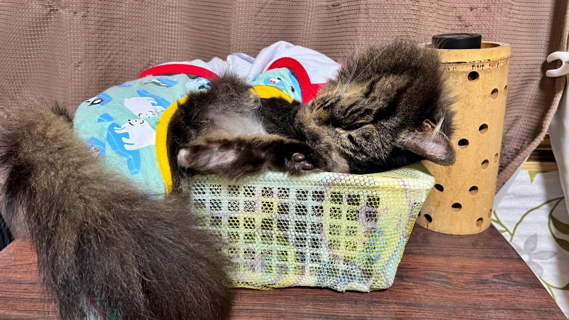 夜は涼しくて気持ちいいにゃ~~ トラちゃん用ハンモックで快適に寝ております。