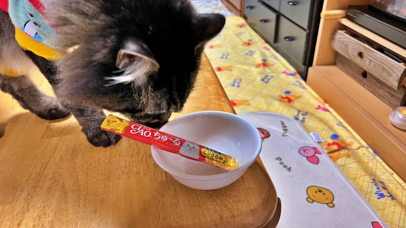 今日も暑い! こんな暑い日に飼い主は歩いてどこかにお出かけ!