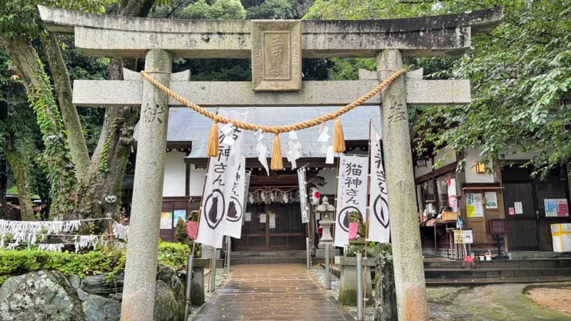 王子神社には可愛い猫ちゃんがいっぱいいます 御朱印も大人気 徳島市