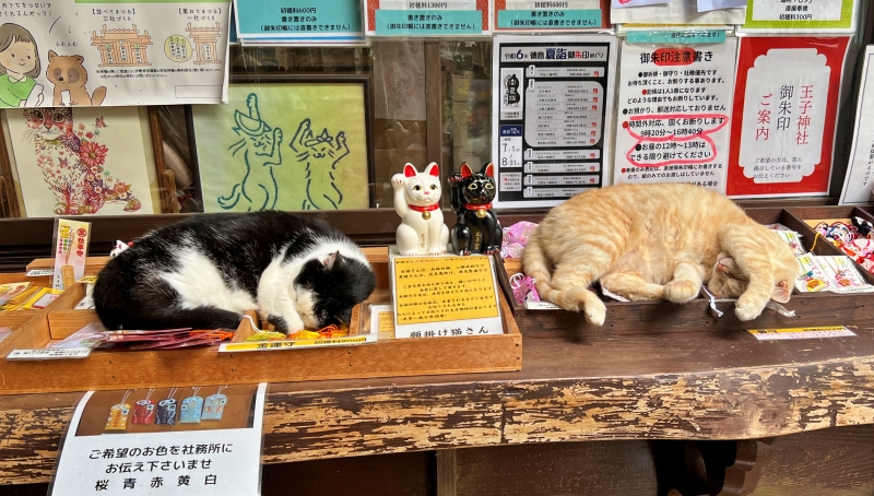 王子神社には可愛い猫ちゃんがいっぱいいます 御朱印も大人気 徳島市