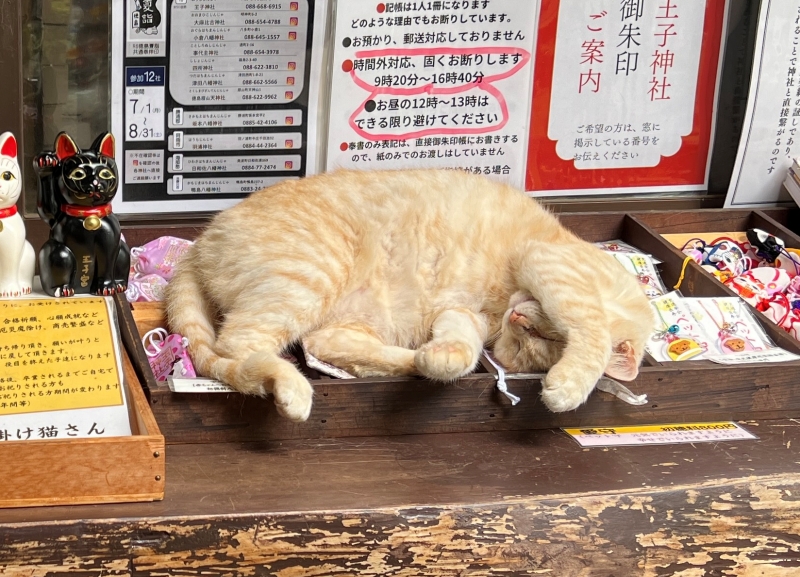 王子神社には可愛い猫ちゃんがいっぱいいます 御朱印も大人気 徳島市