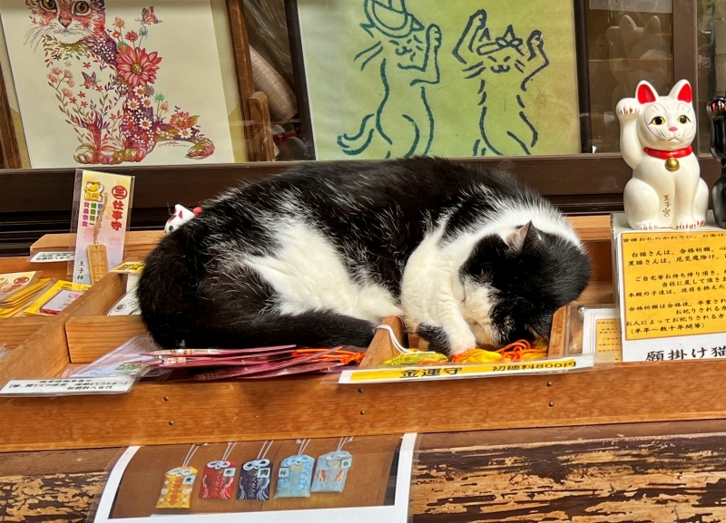 王子神社には可愛い猫ちゃんがいっぱいいます 御朱印も大人気 徳島市