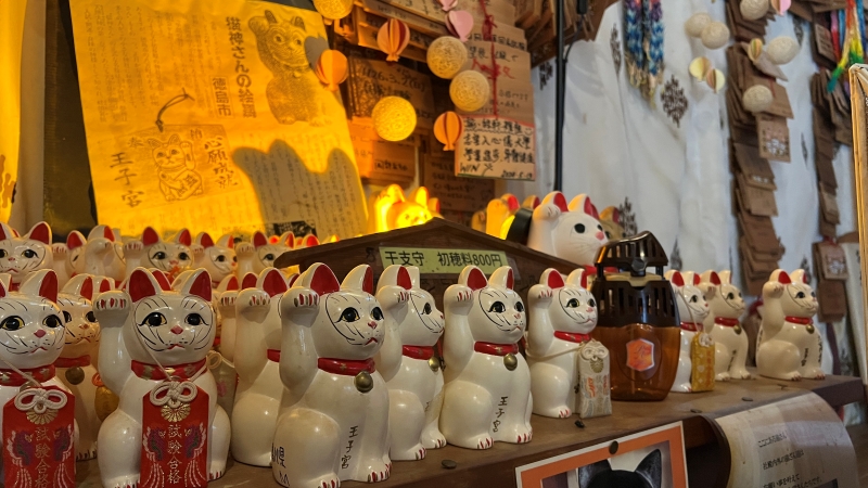 王子神社には可愛い猫ちゃんがいっぱいいます 御朱印も大人気 徳島市