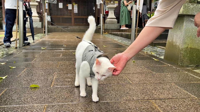 王子神社には可愛い猫ちゃんがいっぱいいます 御朱印も大人気 徳島市