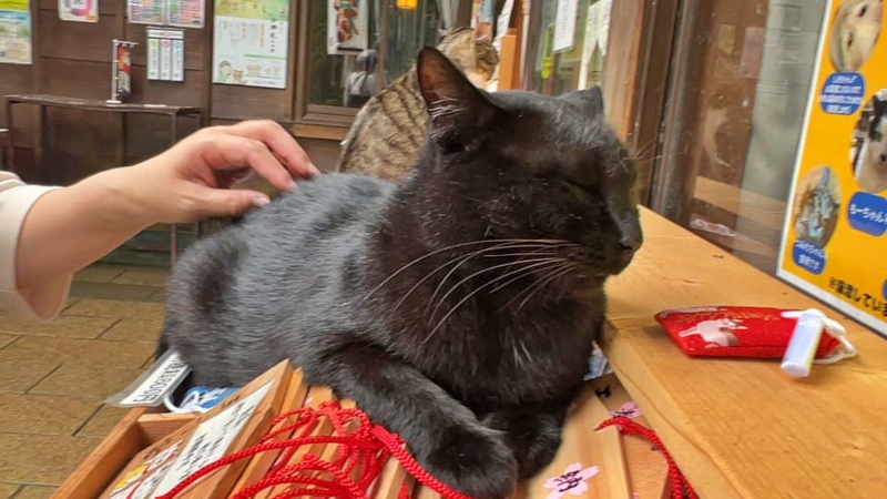 王子神社には可愛い猫ちゃんがいっぱいいます 御朱印も大人気 徳島市