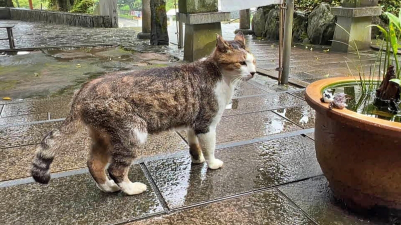 王子神社には可愛い猫ちゃんがいっぱいいます 御朱印も大人気 徳島市