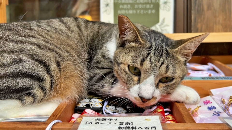 王子神社には可愛い猫ちゃんがいっぱいいます 御朱印も大人気 徳島市