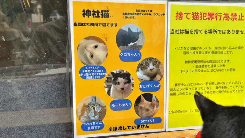 王子神社には可愛い猫ちゃんがいっぱいいます 御朱印も大人気 徳島市