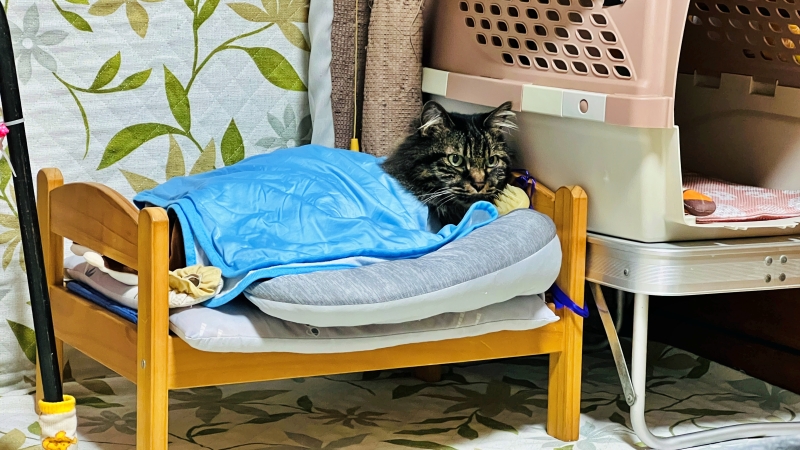 今日から猫シェルターの隣でおねえちゃんからもらった猫用(トラちゃん用)ベッドで寝ます!!