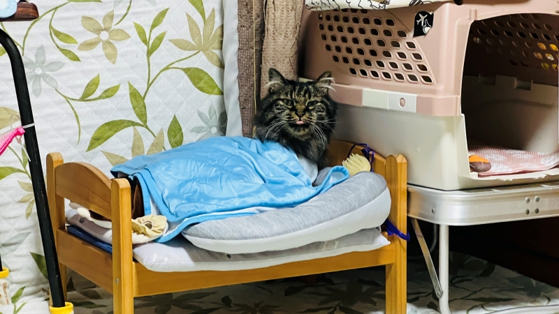 今日から猫シェルターの隣でおねえちゃんからもらった猫用(トラちゃん用)ベッドで寝ます!!
