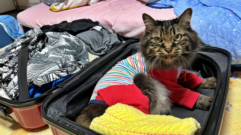 どうしてもついて行きたい!意地でもここを死守!