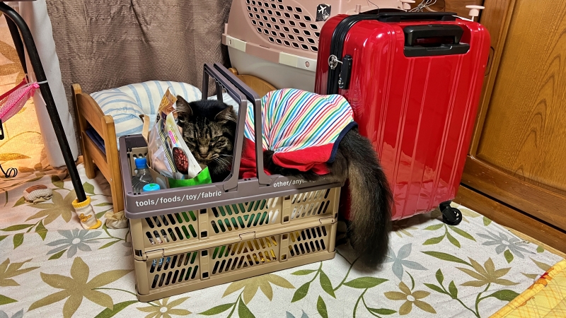 どうしてもついて行きたい!意地でもここを死守!