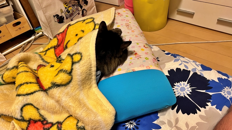 寝床を占拠 今日はココで寝ます! 飼い主寝れないw