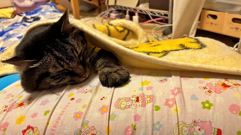 寝床を占拠 今日はココで寝ます! 飼い主寝れないw