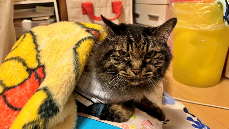 寝床を占拠 今日はココで寝ます! 飼い主寝れないw