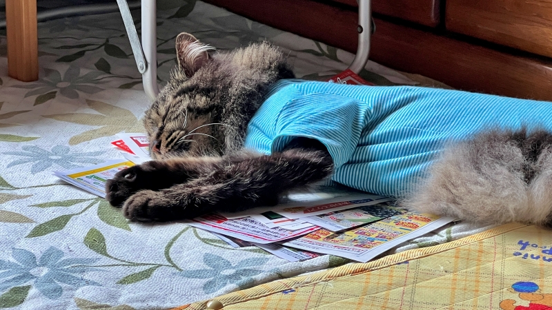 いつもより多めに伸びてま~~す! もう~早く夏終わってよ~ 台風過ぎたのに暑い!