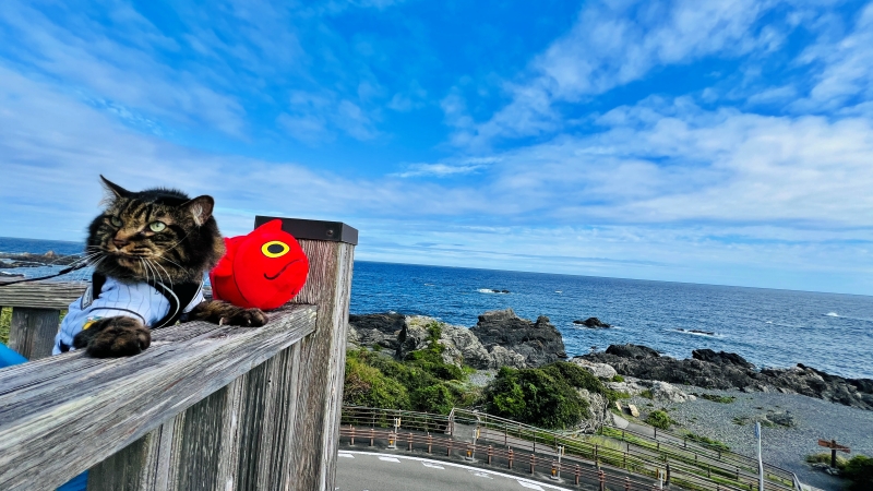 猫とキンメダイぬいぐるみ ペットと一緒に室戸岬周辺をドライブ