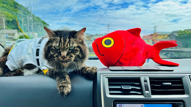 猫とキンメダイぬいぐるみ ペットと一緒に室戸岬周辺をドライブ