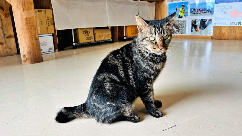 猫とキンメダイぬいぐるみ ペットと一緒に室戸岬周辺をドライブ
