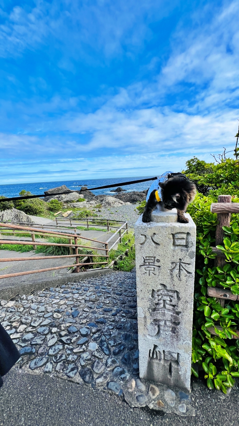 猫とキンメダイぬいぐるみ ペットと一緒に室戸岬周辺をドライブ