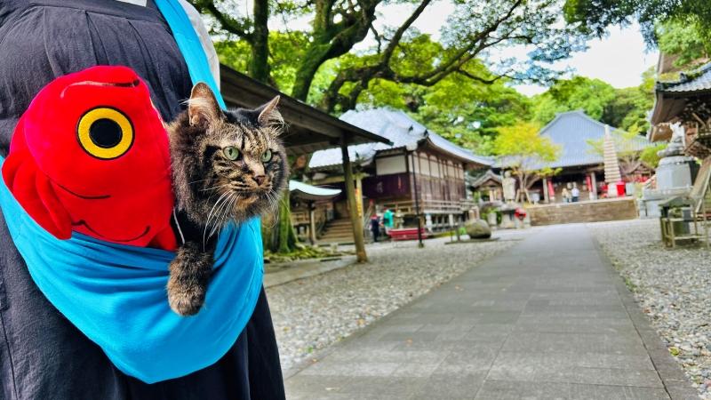 猫とキンメダイぬいぐるみ ペットと一緒に室戸岬周辺をドライブ