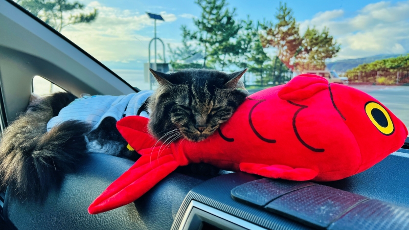 猫とキンメダイぬいぐるみ ペットと一緒に室戸岬周辺をドライブ