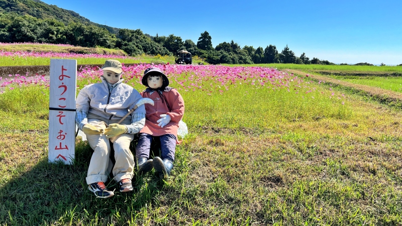 奈半利町のコスモス畑と海が見えるスポットにペットと遊びに行ったよ♪