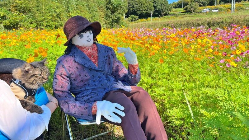 奈半利町のコスモス畑と海が見えるスポットにペットと遊びに行ったよ♪