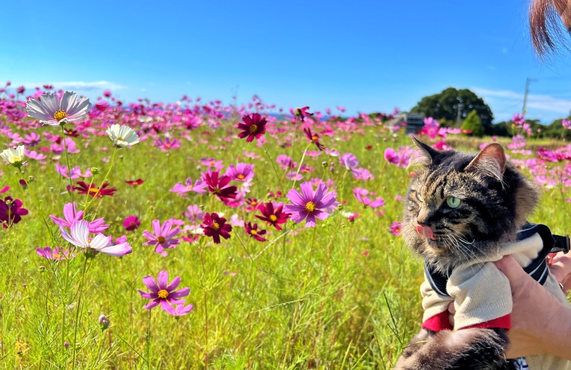奈半利町のコスモス畑と海が見えるスポットにペットと遊びに行ったよ♪
